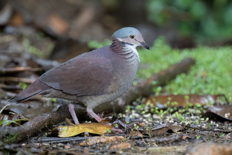 White-throated Quail-Dove