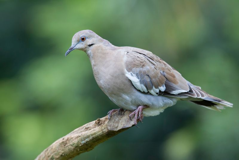 White-winged Dove