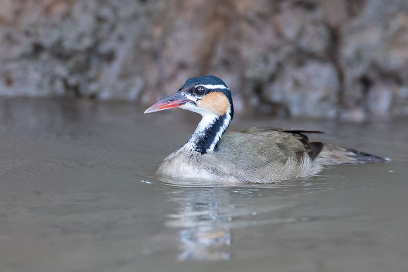 Sungrebe