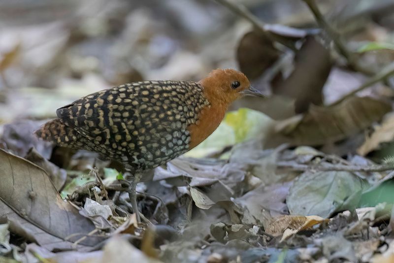 Buff-spotted Flufftail (m)