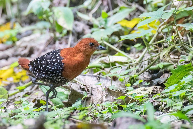 White-spotted Flufftail