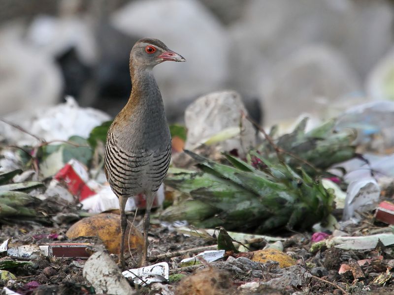 African Crake