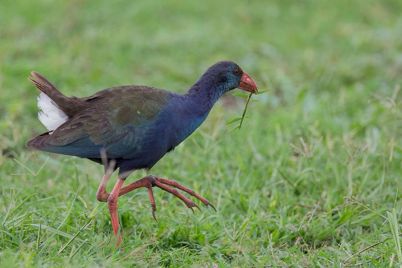 African Swamphen
