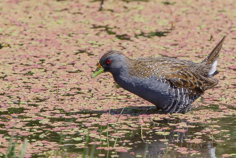 Australian Crake