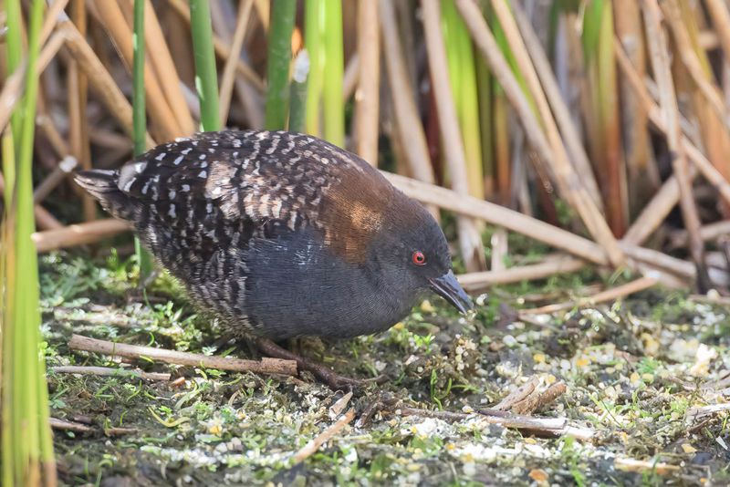 Black Rail