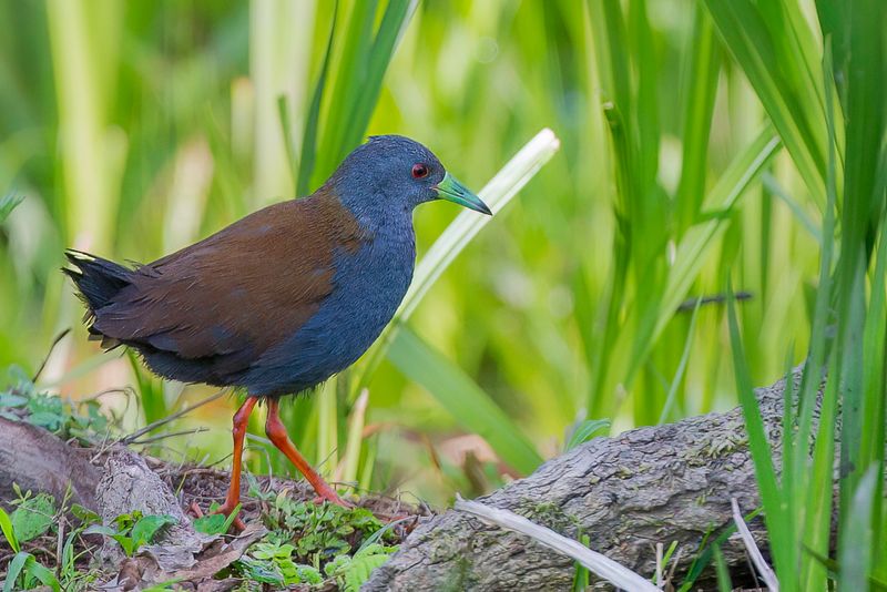 Black-tailed Crake