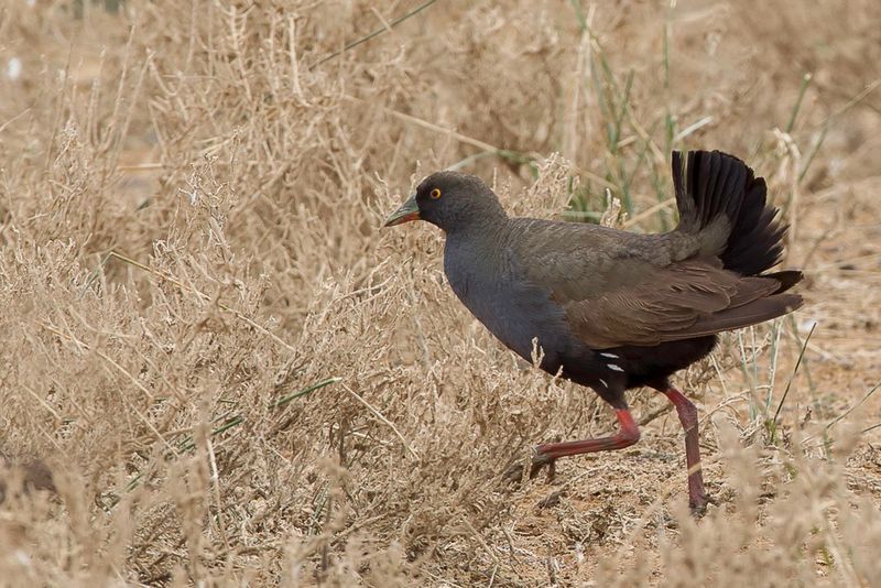 Black-tailed Native-hen