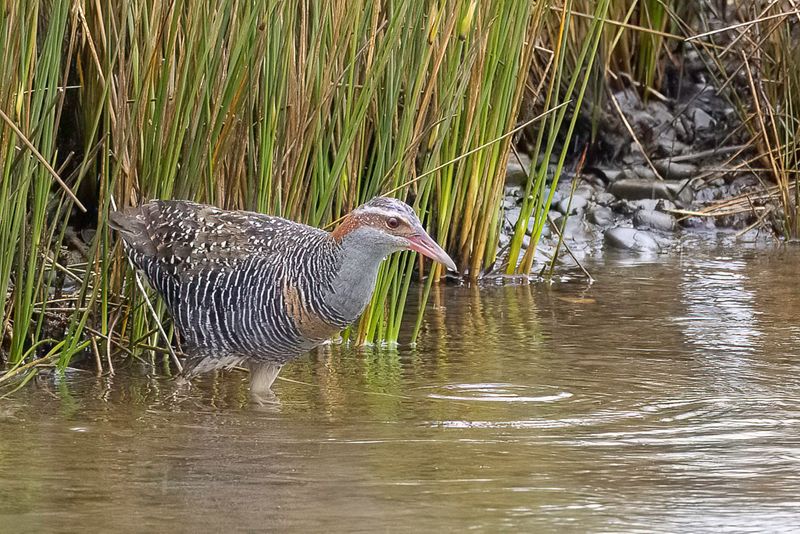 Buff-banded Rail