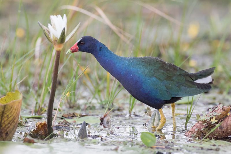 Common Gallinule