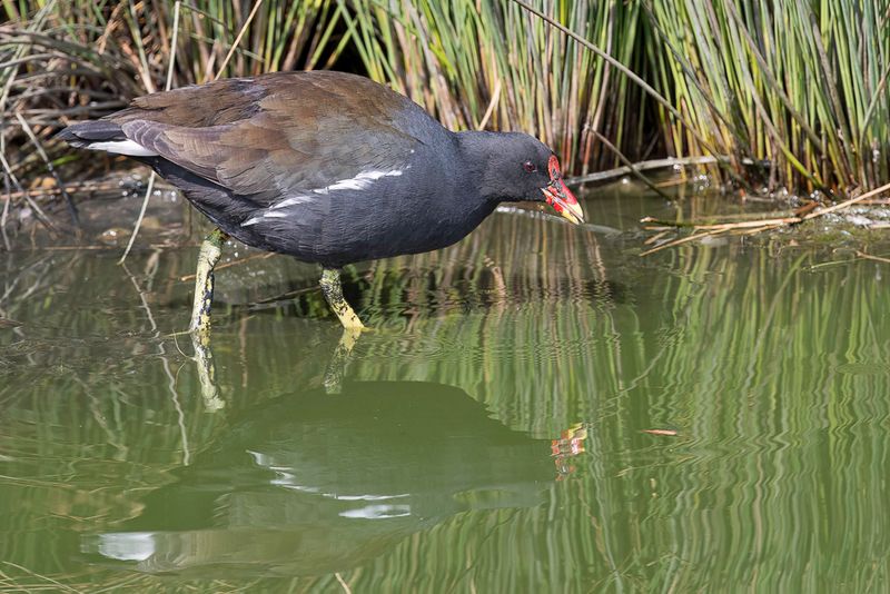 Common Moorhen