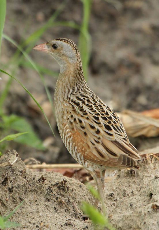 Corn Crake