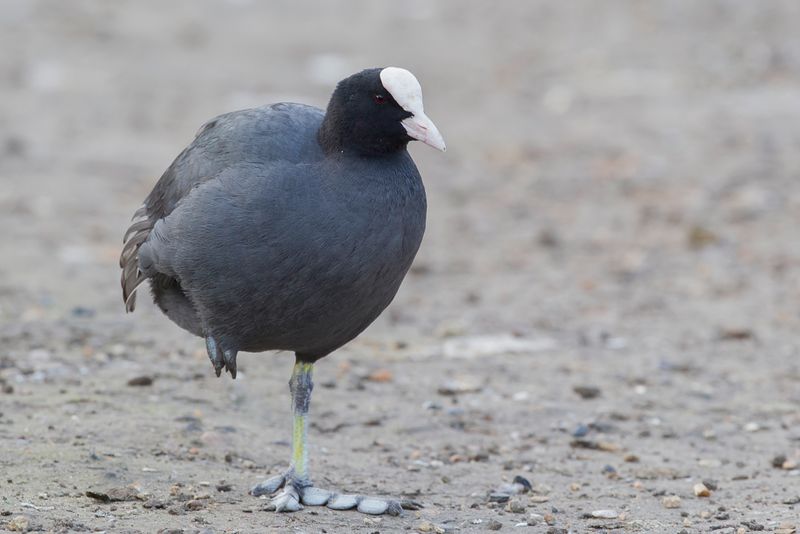 Eurasian Coot