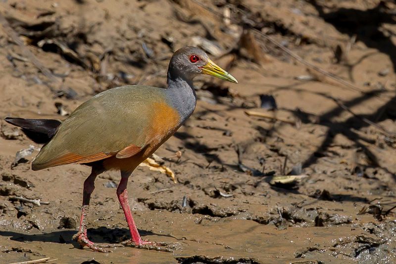 Grey-cowled Wood Rail