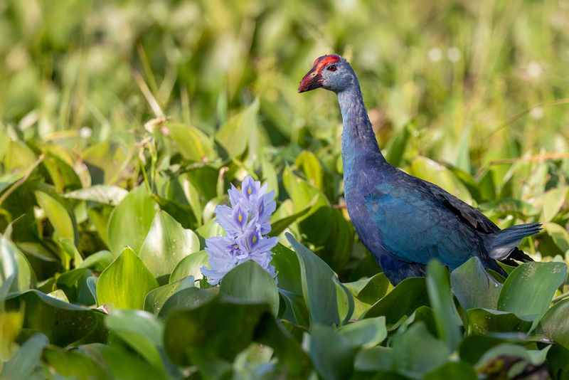 Purple Swamphen
