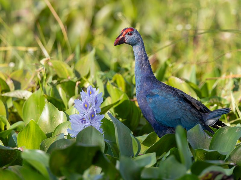 Grey-headed Swamphen