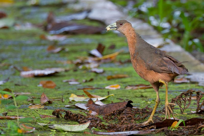 Isabelline Bush-hen