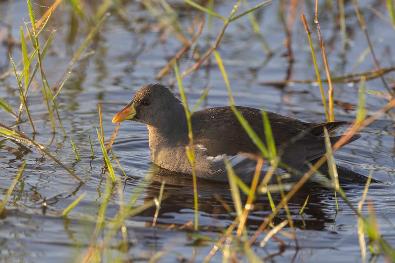Lesser Moorhen