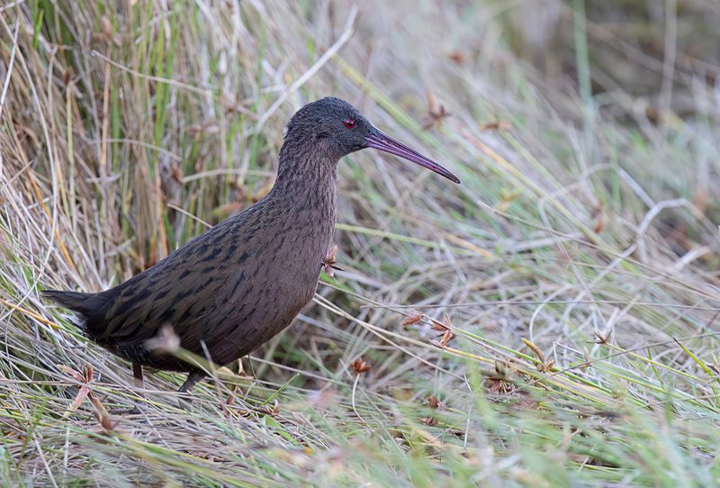 Madagascar Rail