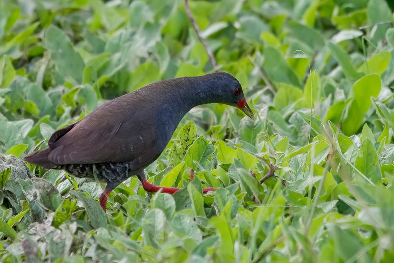 Paint-billed Crake