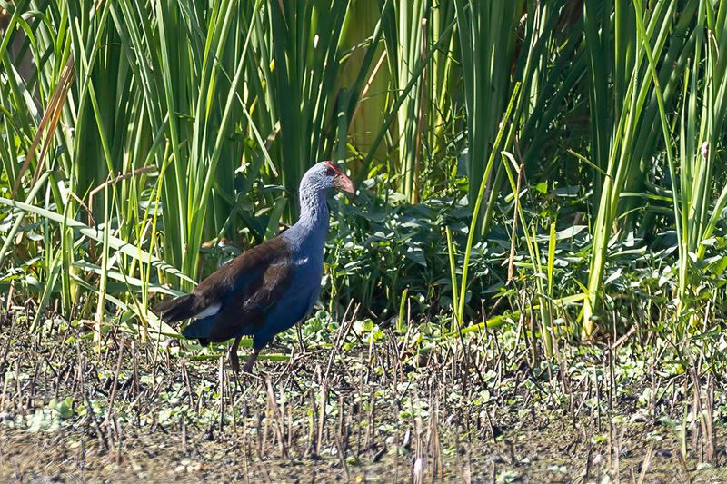 Philippine Swamphen