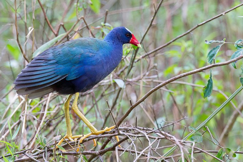 Purple Gallinule