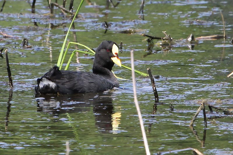 Red-gartered Coot