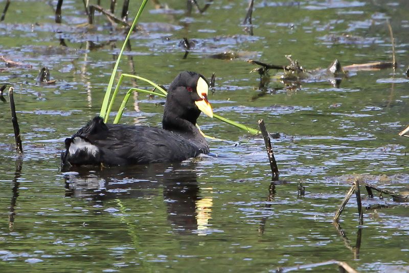 Red-gartered Coot