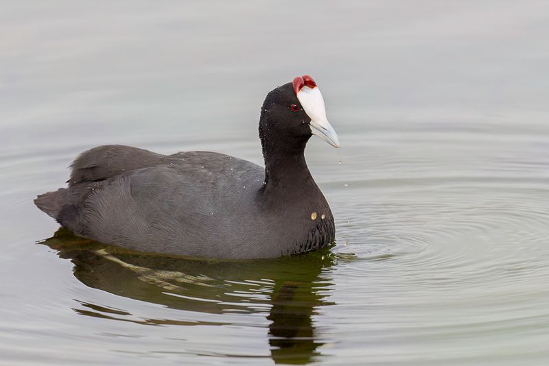 Red-knobbed Coot
