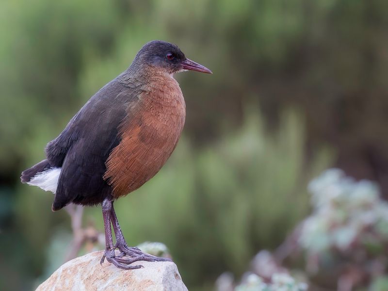 Rouget's Rail