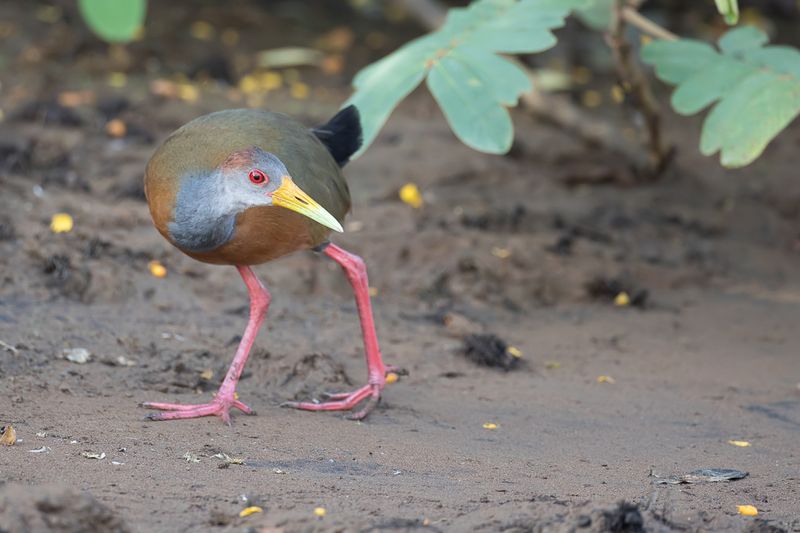 Rufous-naped Wood Rail