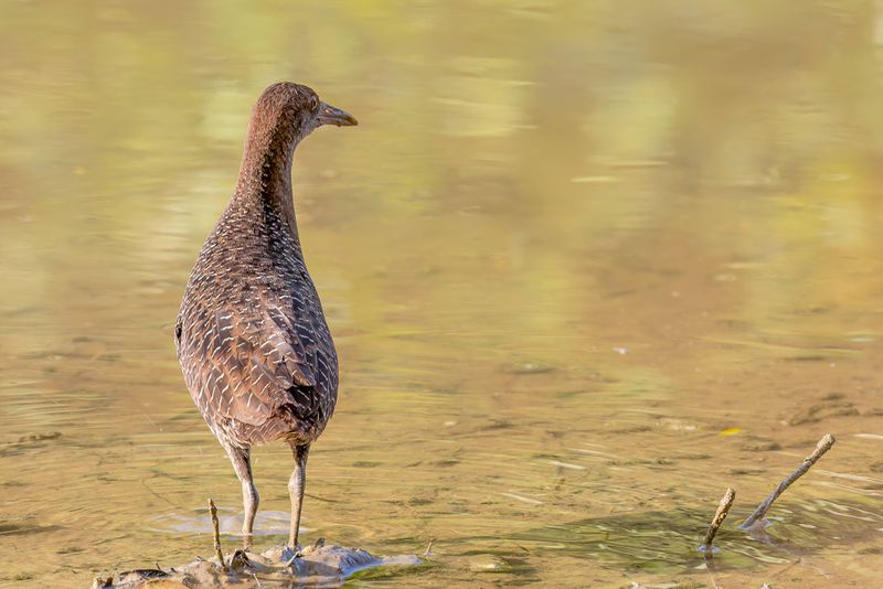 Slaty-breasted Rail