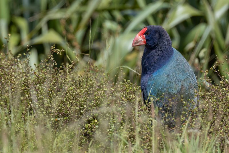 South Island Takahe