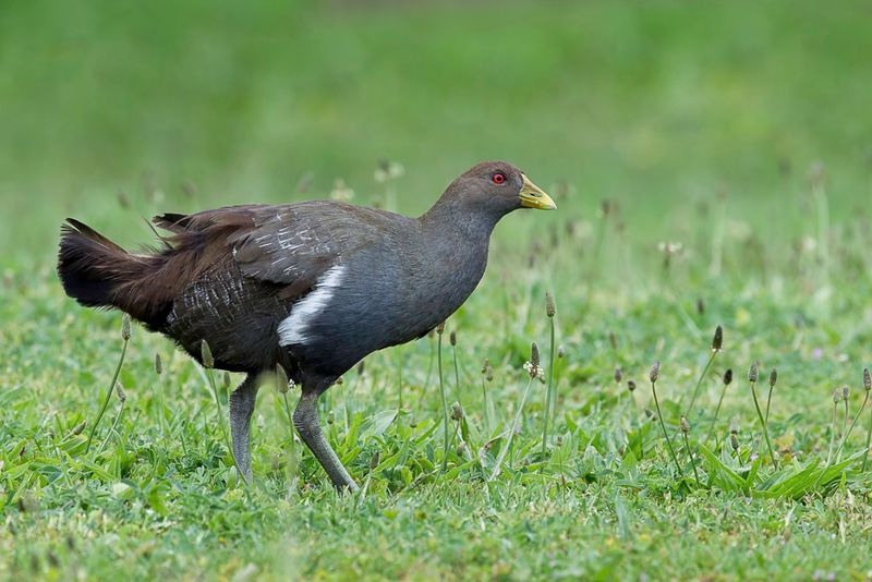Tasmanian Native-hen