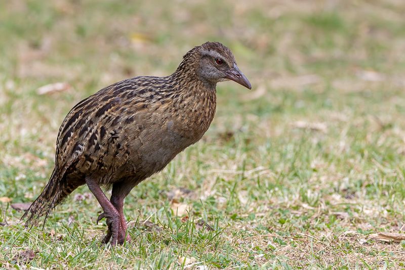 Weka