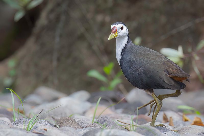 White-breasted Waterhen