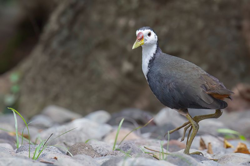 White-breasted Waterhen