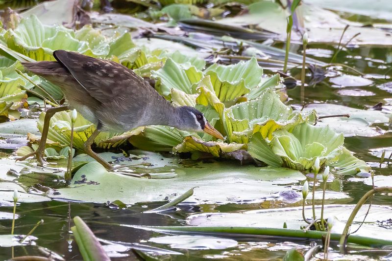 White-browed Crake
