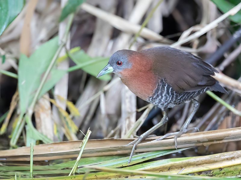 White-throated Crake