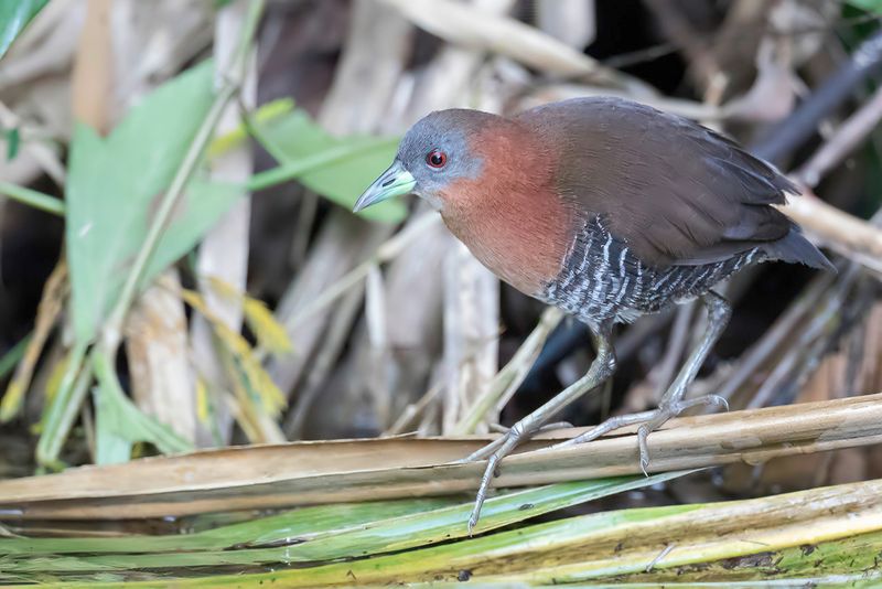 White-throated Crake