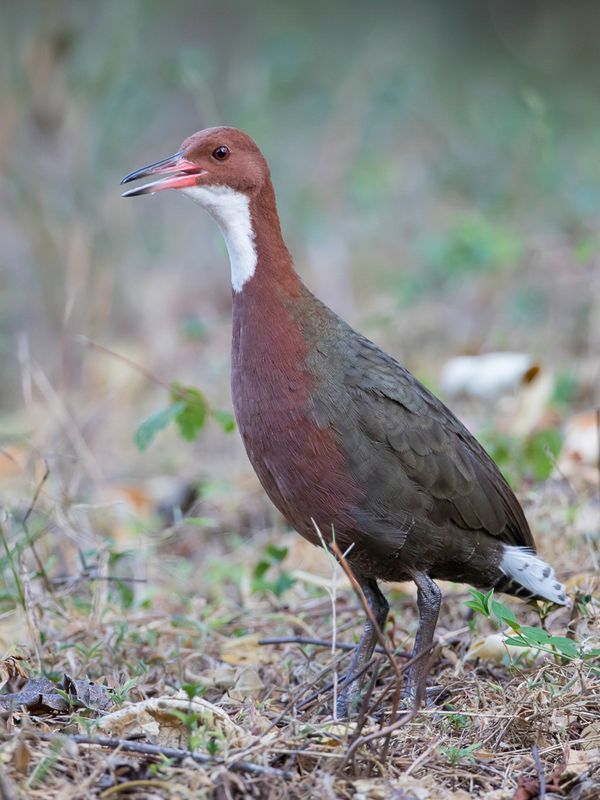 White-throated Rail