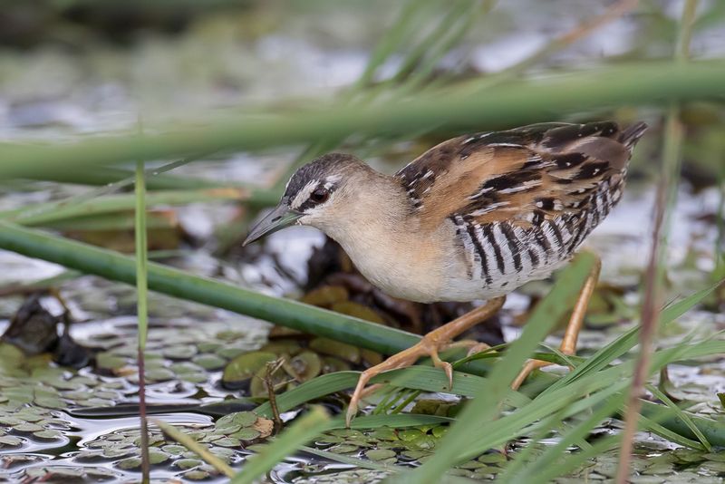 Yellow-breasted Crake
