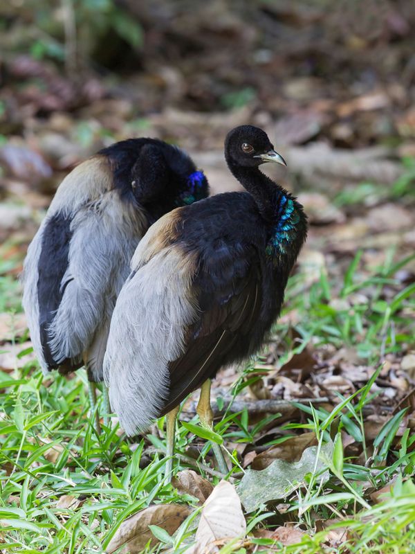Grey-winged Trumpeter