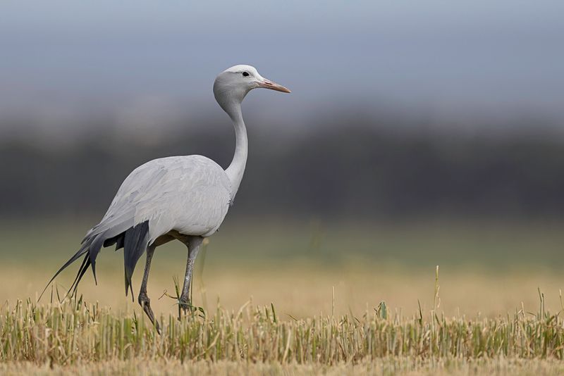 Blue Crane