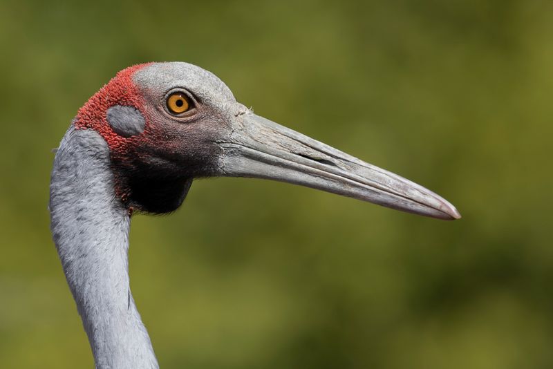 Brolga
