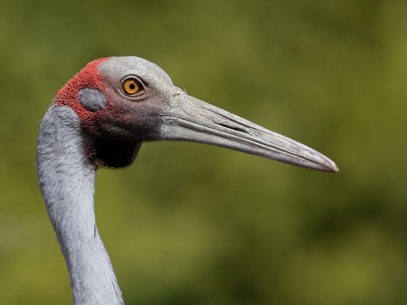 Brolga