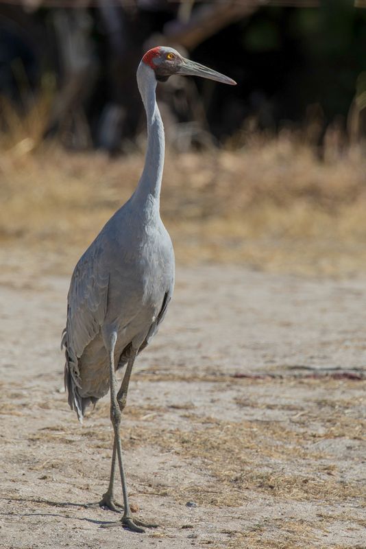 Brolga