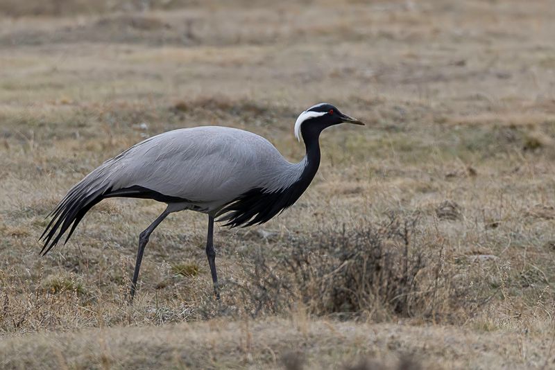 Demoiselle Crane