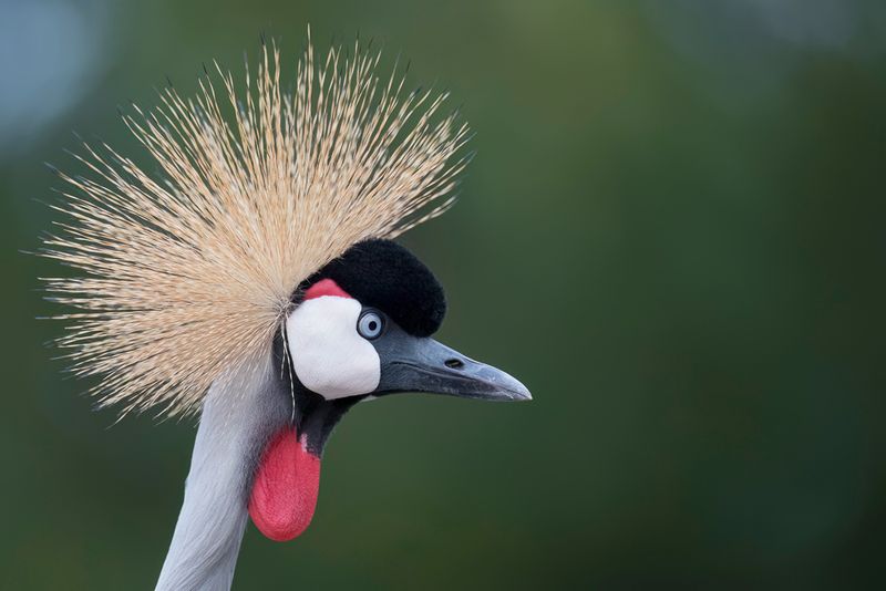 Grey Crowned Crane