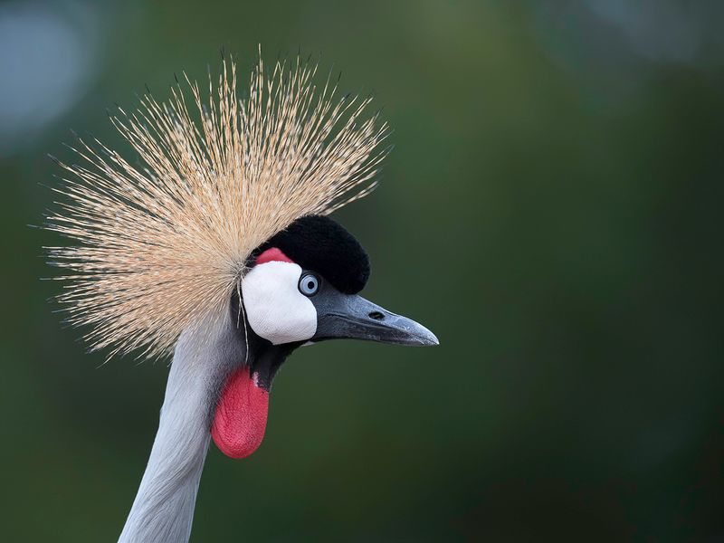 Grey Crowned Crane