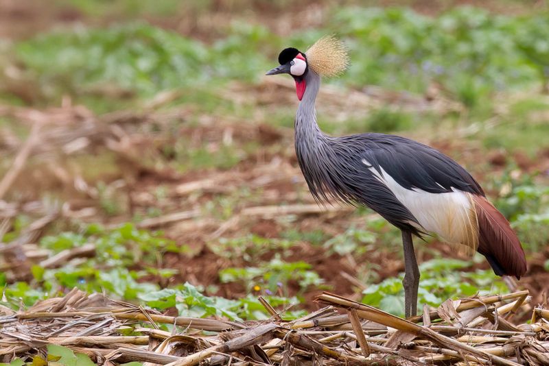 Grey-crowned Crane